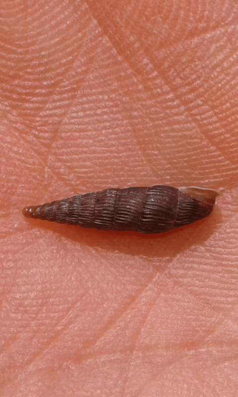 Clausiliidae da ID